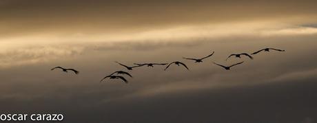 AVES DEL FRIO CON CALORES VERANIEGOS