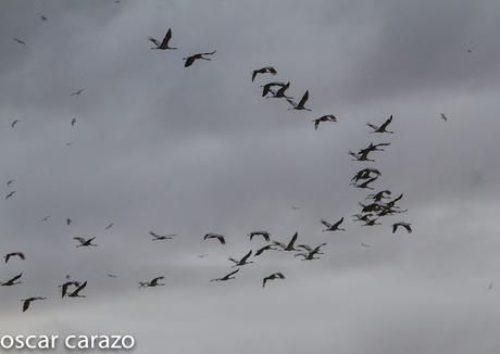 AVES DEL FRIO CON CALORES VERANIEGOS