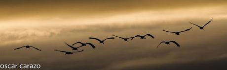 AVES DEL FRIO CON CALORES VERANIEGOS