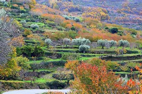 Valle del Jerte. Francisco Becerro