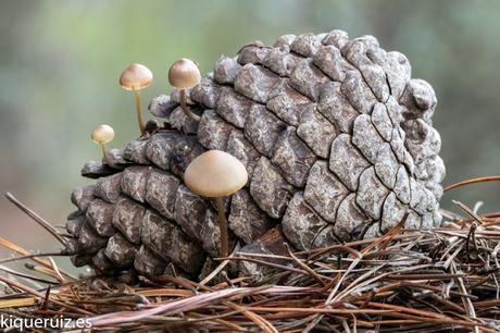 Review Canon EOS 750D