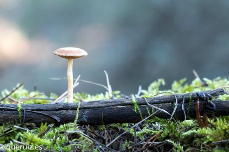 Review Canon EOS 750D