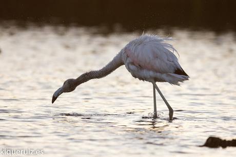 Review Canon EOS 750D