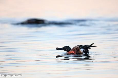 Review Canon EOS 750D