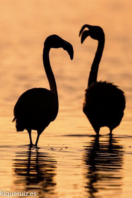 Review Canon EOS 750D