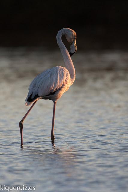 Review Canon EOS 750D