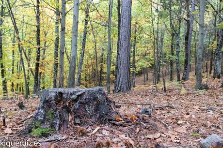 Review Canon EOS 750D