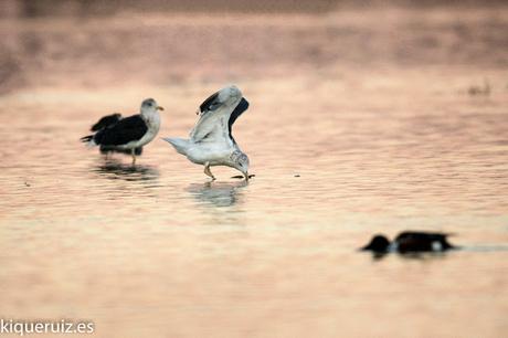 Review Canon EOS 750D