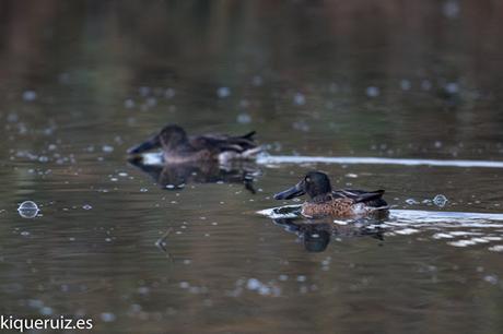 Review Canon EOS 750D