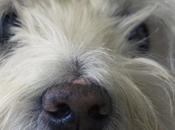 Torro: perro especial