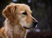 Insuficiencia renal perros Tratamiento Esperanza vida