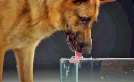 perro bebe agua por insuficiencia renal