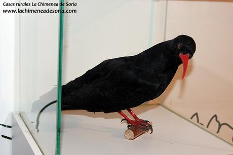 Pyrrhocorax pyrrhocorax chova piquirroja grajo Casa del parque del Cañón del Río Lobos