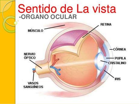 El sentido de la vista: 3er grado