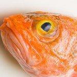 Ciguatera: la intoxicación por ingesta de peces que nunca oyó hablar de ella