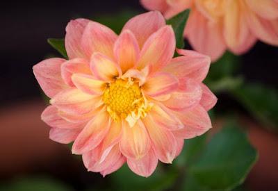 PLANTAS DE INTERIOR Y OTRAS: DALIA