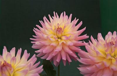 PLANTAS DE INTERIOR Y OTRAS: DALIA