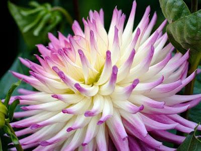 PLANTAS DE INTERIOR Y OTRAS: DALIA