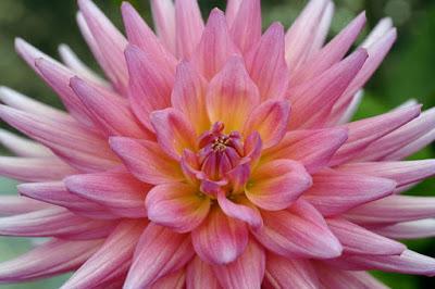 PLANTAS DE INTERIOR Y OTRAS: DALIA