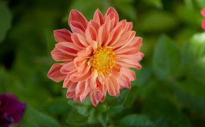 PLANTAS DE INTERIOR Y OTRAS: DALIA