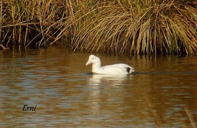 ESPERANDO EL FRÍO...