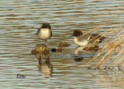 ESPERANDO EL FRÍO...