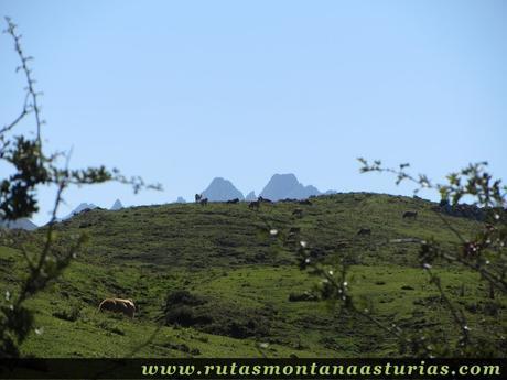 Ruta Lagos de Covadonga PR PNPE-2: Torrecerredo desde el MIrador del Príncipe