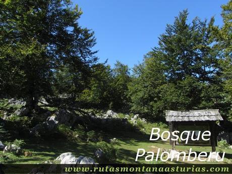 Ruta Lagos de Covadonga PR PNPE-2: Bosque Palomberu