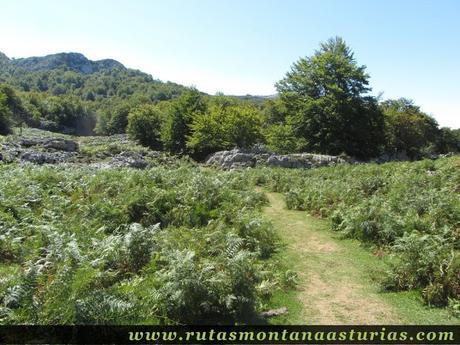 Ruta Lagos de Covadonga PR PNPE-2: Entrando en el Bosque Palomberu