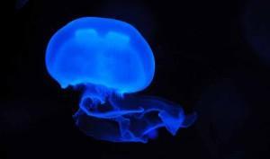 Aceite de coco para una picadura de medusa