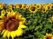 Girasol