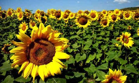 planta girasol