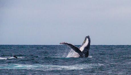 Manabí, espectáculo viviente