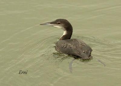 EL PRIMERO DE LA TEMPORADA