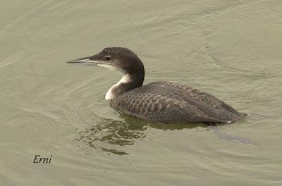 EL PRIMERO DE LA TEMPORADA