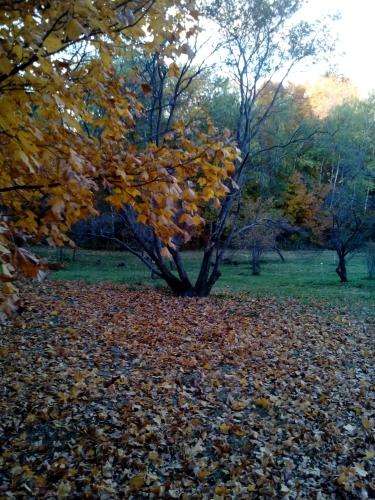 Colores del otoño en Minnesota