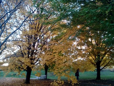 Colores del otoño en Minnesota