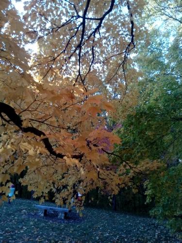 Colores del otoño en Minnesota