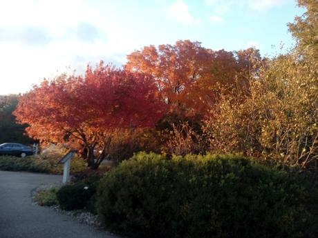 Colores del otoño en Minnesota