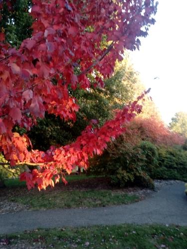Colores del otoño en Minnesota