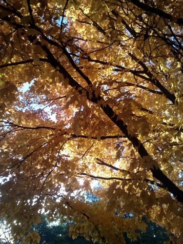 Colores del otoño en Minnesota