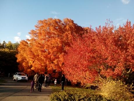 Colores del otoño en Minnesota