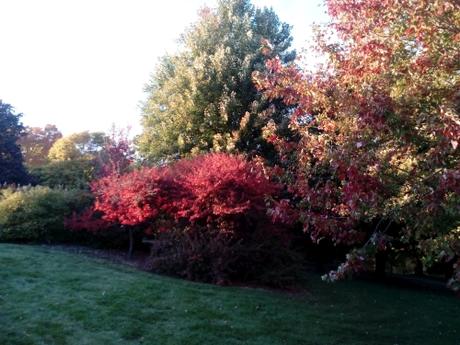 Colores del otoño en Minnesota