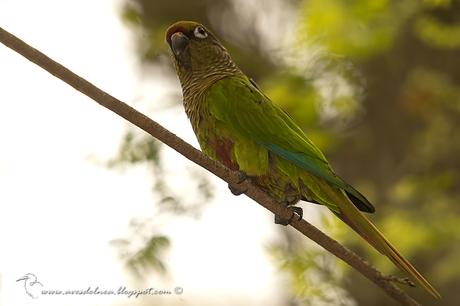 Chiripepé cabeza verde (Reddish-bellied Parakeet) Pyrrhura frontalis