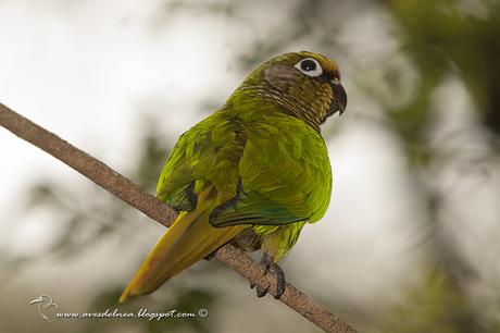 Chiripepé cabeza verde (Reddish-bellied Parakeet) Pyrrhura frontalis