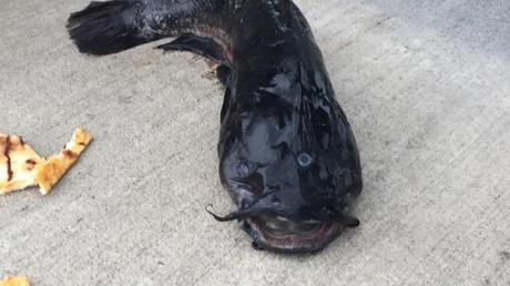 Un pez gato con tres ojos es encontrado en un canal de Nueva York