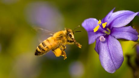 ¿Las abejas perciben olores y aromas? - Do bees perceive smells and flavors ?