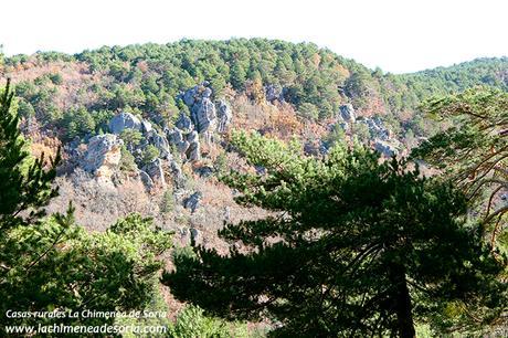 pinares palacios de la sierra