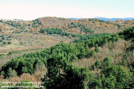 robledal de palacios otoño burgos 3