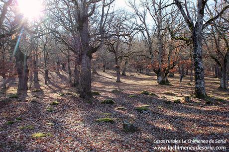 robledal de palacios de la sierra burgos umbria del quemado